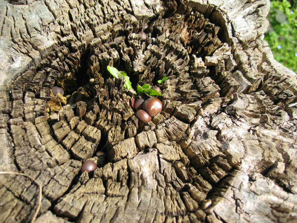 I Funghi primaverili: Agrocybe aegerita
